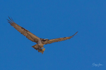Osprey Fishing 10