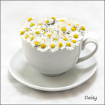 Daisy