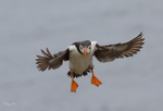 Puffen Flying 2