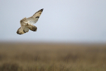 SHORT EARED OWL / REF SEO 7