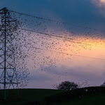 Starlings