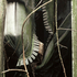 Brambles with Net Curtain