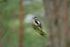 Great Spotted Woodpecker