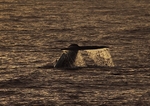Blue Whale 8828a