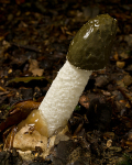 Stinkhorn (02)