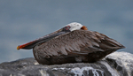 Brown Pelican