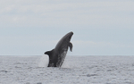 A false killer whale breaching