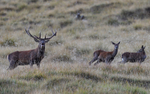 Cerf et biches