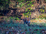 Red Fox
