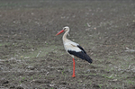 White Stork