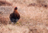 Red Grouse