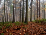 Dane Field Woods
