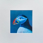 Puffin Portrait