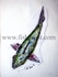 Taupo Rainbow Trout Watercolour.