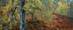 Blazing glen Affric1
