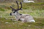 Reindeer