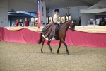 Class 104 Ridden Costume - Astride Junior portfolio