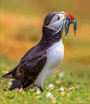 IMG_5625 puffin best-2