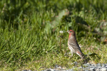 House finch.