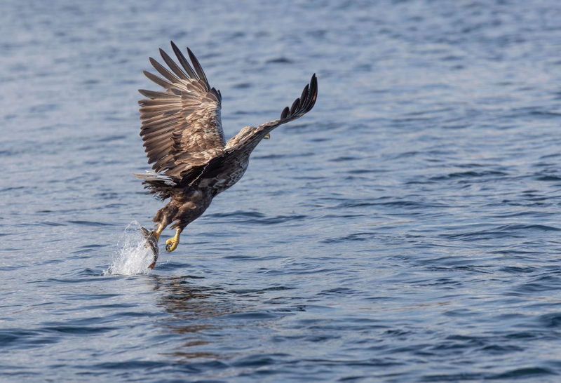 White Tailed Eagle - Isle of Mull - Scotland