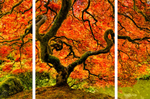 Portland Japanese Maple Triptych
