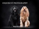 equiscot1610