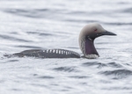 Black-throated Diver