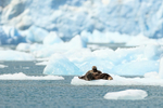 Sea Otters resting, Surprise Glacier, Alaska