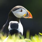 Puffin, Treshnish Isles, Inner Hebrides, Scotland