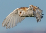 Barn Owl
