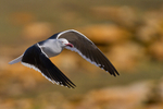 Dolphin Gull