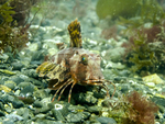 Tub Gurnard
