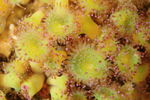 Corynactis viridis