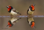 Collared Barbet