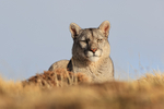 Puma looks down from ridge, Torres del Paine, Chile