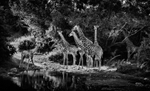 Giraffes at Water