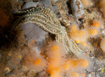Large spiny starfish amongst sponges and coral