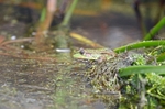 Marsh Frog