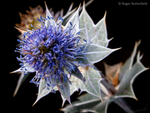 Sea-holly (01)