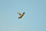 Kestrel