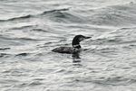 Great Northern Diver