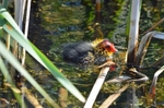 Coot chick