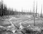 Yellowstone Wetlands