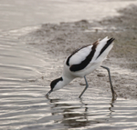 Avocet
