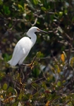 FLB018: Great egret