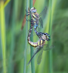 Migrant Hawkers.