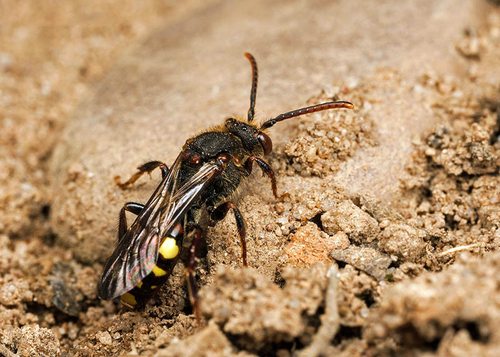 [i]Nomada leucophthalma[/i] female at an [i]Andrena clarkella[/i] colony. Warwickshire, 2013.