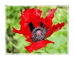 This Years Poppy F