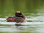 Slavonian Grebe resting, Lake  Myvatn, Iceland
