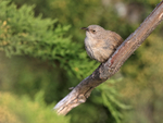 Cobb's Wren, Carcass Settlement, Falklands